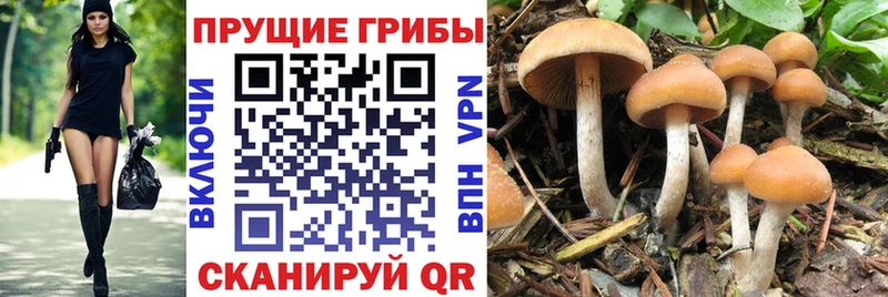 Галлюциногенные грибы ЛСД  Купить  Солигалич 